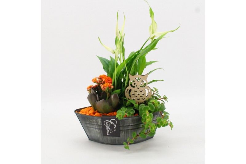 Arrangementen kamerplanten BHCR-2515 Autumn Fundamentals 3 pp 