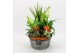 Arrangementen kamerplanten BHCR-2516 Autumn Fundamentals 5 pp 
