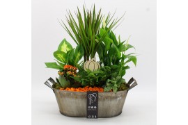 Arrangementen kamerplanten BHCR-2517 Autumn Fundamentals 6 pp