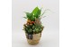Arrangementen kamerplanten BHCR-2518 Autumn Fundamentals 3 pp 