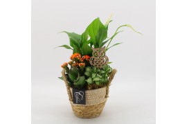Arrangementen kamerplanten BHCR-2518 Autumn Fundamentals 3 pp