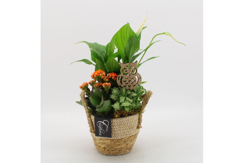 Arrangementen kamerplanten BHCR-2518 Autumn Fundamentals 3 pp 