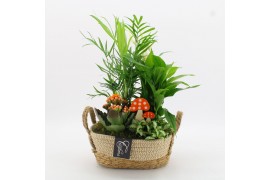Arrangementen kamerplanten BHCR-2519 Autumn Fundamentals 4 pp