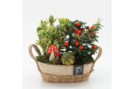 Arrangementen tuinplanten HBCR-2507 Herfst buiten creatie 2 pp
