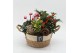 Arrangementen tuinplanten HBCR-2508 Herfst buiten creatie 3 pp 