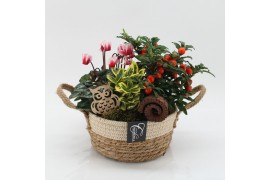 Arrangementen tuinplanten HBCR-2508 Herfst buiten creatie 3 pp