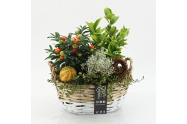 Arrangementen tuinplanten HBCR-2510 Herfst buiten creatie 3 pp