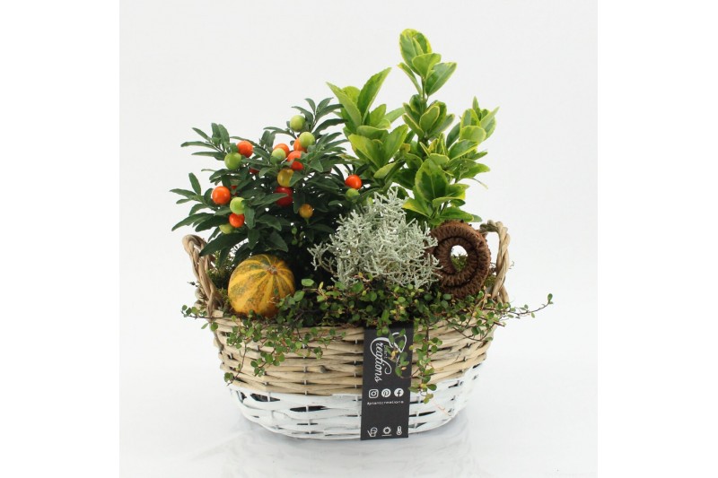 Arrangementen tuinplanten HBCR-2510 Herfst buiten creatie 3 pp 