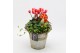 Arrangementen tuinplanten HBCR-2511 Herfst buiten creatie 2 pp 