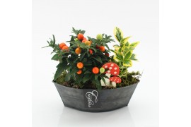 Arrangementen tuinplanten HBCR-2512 Herfst buiten creatie 2 pp