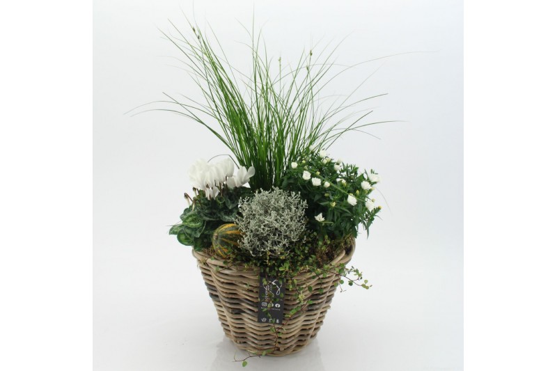 Arrangementen tuinplanten HBCR-2534 Herfst buiten creatie 4 pp 