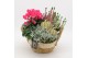 Arrangementen tuinplanten HBCR-2522 Herfst buiten creatie 3 pp 