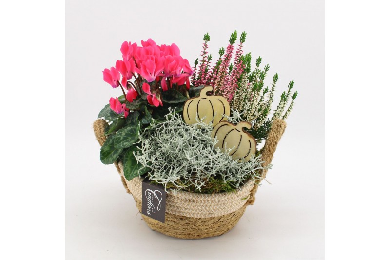 Arrangementen tuinplanten HBCR-2522 Herfst buiten creatie 3 pp Arrangementen tuinplanten HBCR-2522 Herfst buiten creatie 3 pp