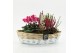 Arrangementen tuinplanten HBCR-2523 Herfst buiten creatie 2 pp 