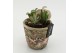 Arrangementen kamerplanten HECR-2520 Autumn Essentials 1 pp 