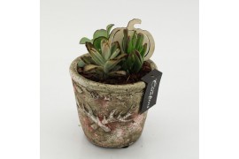 Arrangementen kamerplanten HECR-2520 Autumn Essentials 1 pp
