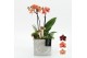 Phalaenopsis HECR-2523 Autumn Essentials 2 pp 