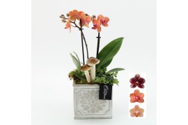 Phalaenopsis HECR-2523 Autumn Essentials 2 pp