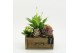 Arrangementen kamerplanten HECR-2542 Autumn Essentials 3 pp 