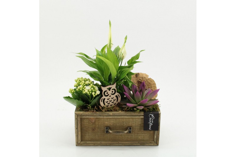 Arrangementen kamerplanten HECR-2542 Autumn Essentials 3 pp Arrangementen kamerplanten HECR-2542 Autumn Essentials 3 pp
