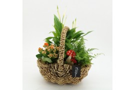 Arrangementen kamerplanten HECR-2543 Autumn Essentials 3 pp