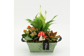 Arrangementen kamerplanten HECR-2546 Autumn Essentials 3 pp
