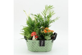 Arrangementen kamerplanten HECR-2547 Autumn Essentials 4 pp