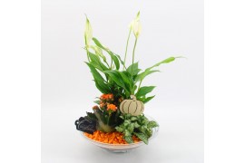 Arrangementen kamerplanten BHCR-2502 Autumn Fundamentals 3 pp