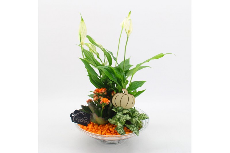 Arrangementen kamerplanten BHCR-2502 Autumn Fundamentals 3 pp Arrangementen kamerplanten BHCR-2502 Autumn Fundamentals 3 pp
