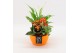 Arrangementen kamerplanten BHCR-2508 Autumn Fundamentals 3 pp 