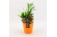 Arrangementen kamerplanten BHCR-2509 Autumn Fundamentals 3 pp 