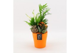 Arrangementen kamerplanten BHCR-2509 Autumn Fundamentals 3 pp