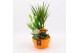 Arrangementen kamerplanten BHCR-2510 Autumn Fundamentals 4 pp 