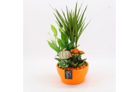Arrangementen kamerplanten BHCR-2510 Autumn Fundamentals 4 pp