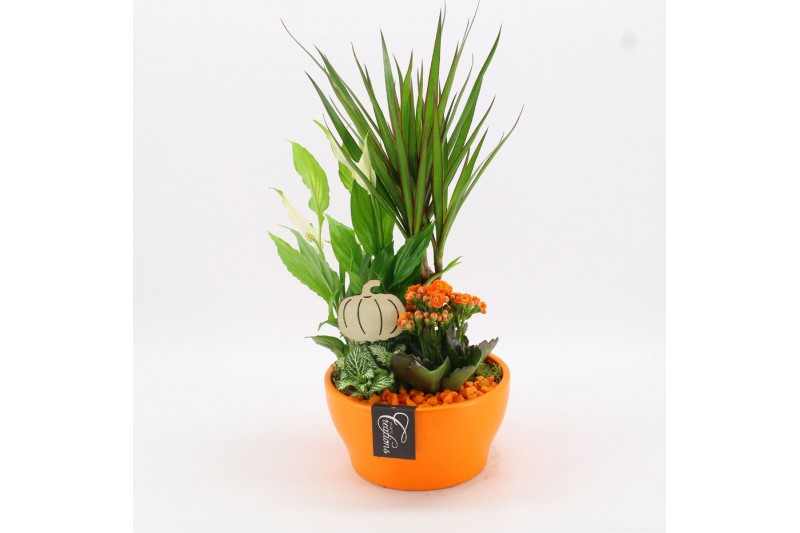 Arrangementen kamerplanten BHCR-2510 Autumn Fundamentals 4 pp Arrangementen kamerplanten BHCR-2510 Autumn Fundamentals 4 pp