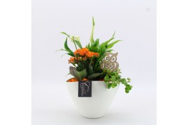 Arrangementen kamerplanten BHCR-2511 Autumn Fundamentals 3 pp
