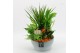 Arrangementen kamerplanten BHCR-2513 Autumn Fundamentals 5 pp 