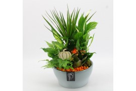 Arrangementen kamerplanten BHCR-2513 Autumn Fundamentals 5 pp