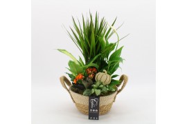 Arrangementen kamerplanten BHCR-2520 Autumn Fundamentals 5 pp