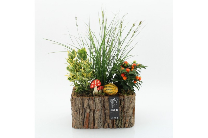 Arrangementen tuinplanten HBCR-2502 Herfst buiten creatie 3 pp Arrangementen tuinplanten HBCR-2502 Herfst buiten creatie 3 pp