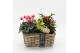 Arrangementen tuinplanten HBCR-2503 Herfst buiten creatie 3 pp 