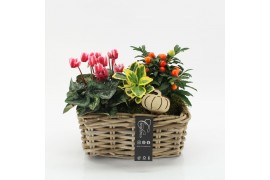 Arrangementen tuinplanten HBCR-2503 Herfst buiten creatie 3 pp
