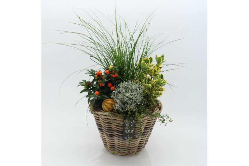 Arrangementen tuinplanten HBCR-2505 Herfst buiten creatie 4 pp Arrangementen tuinplanten HBCR-2505 Herfst buiten creatie 4 pp