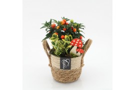 Arrangementen tuinplanten HBCR-2506 Herfst buiten creatie 2 pp