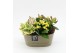 Arrangementen kamerplanten HECR-2503 Autumn Essentials 3 pp 