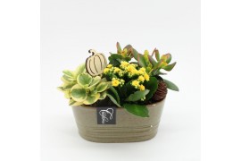 Arrangementen kamerplanten HECR-2503 Autumn Essentials 3 pp