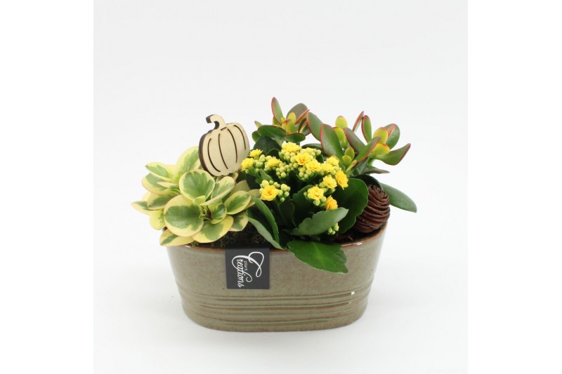 Arrangementen kamerplanten HECR-2503 Autumn Essentials 3 pp Arrangementen kamerplanten HECR-2503 Autumn Essentials 3 pp