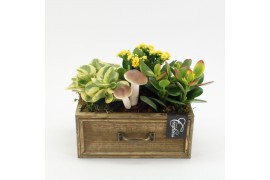 Arrangementen kamerplanten HECR-2508 Autumn Essentials 3 pp