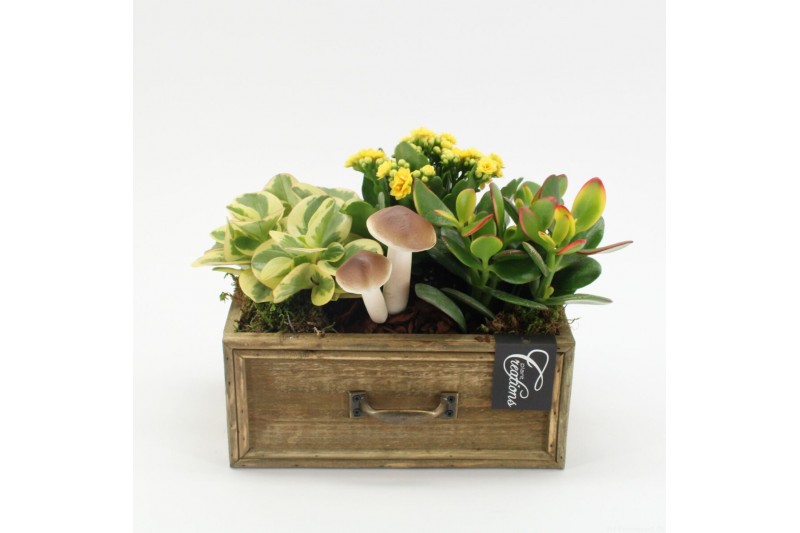 Arrangementen kamerplanten HECR-2508 Autumn Essentials 3 pp Arrangementen kamerplanten HECR-2508 Autumn Essentials 3 pp