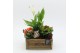 Arrangementen kamerplanten HECR-2509 Autumn Essentials 3 pp 
